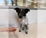 Small #1 Texas Heeler