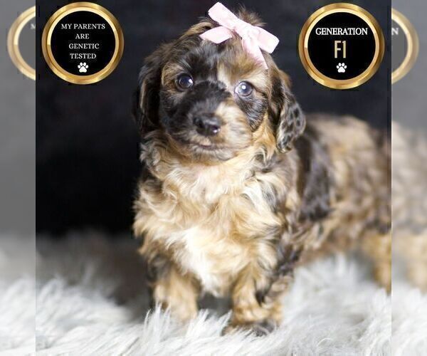 Medium Photo #50 YorkiePoo Puppy For Sale in WARSAW, IN, USA