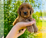 Puppy Christina Aguil Australian Labradoodle