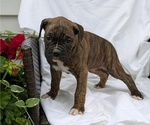 Small Photo #65 Boxer Puppy For Sale in GOSHEN, IN, USA