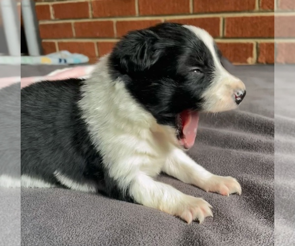 Medium Photo #2 Border Collie-Papillon Mix Puppy For Sale in CULPEPER, VA, USA