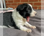 Small #1 Border Collie-Papillon Mix