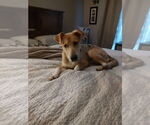 Small #1 Australian Shepherd-German Shepherd Dog Mix