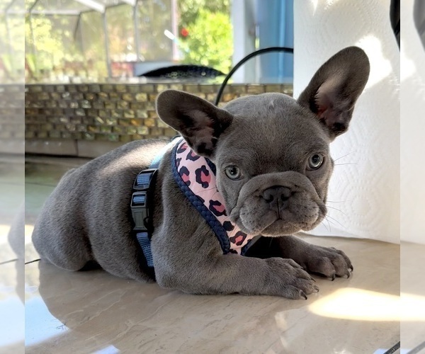 Medium Photo #10 French Bulldog Puppy For Sale in LAKE CITY, FL, USA