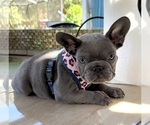 Small #9 French Bulldog
