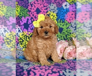 Poodle (Miniature) Puppy for sale in CHRISTIANA, PA, USA