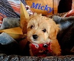 Puppy Micky Cavachon-Cavapoo Mix