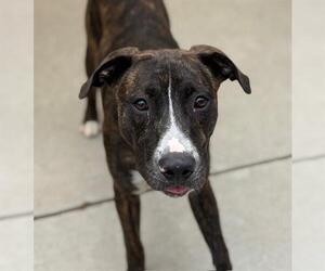 American Pit Bull Terrier Dogs for adoption in Tulsa, OK, USA
