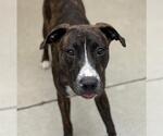 Small American Pit Bull Terrier
