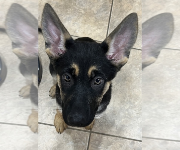 Medium Photo #1 German Shepherd Dog Puppy For Sale in LAS VEGAS, NV, USA