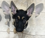 Small Photo #1 German Shepherd Dog Puppy For Sale in LAS VEGAS, NV, USA