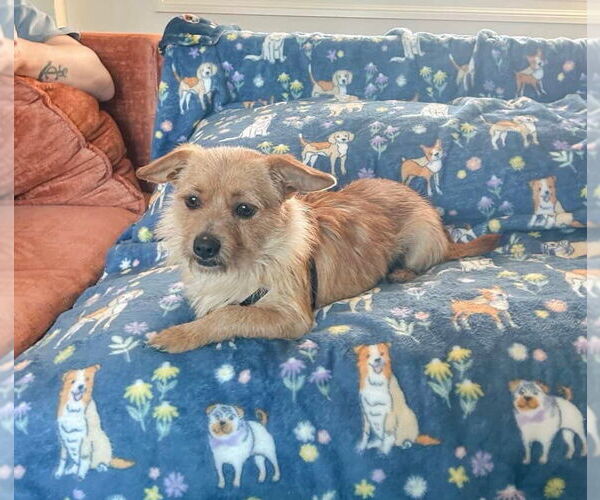 Medium Photo #4 Chihuahua-Unknown Mix Puppy For Sale in Newport Beach, CA, USA