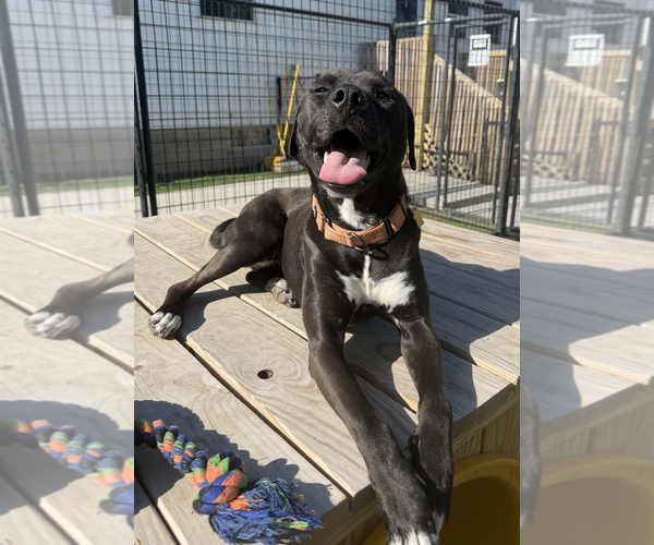 Medium Photo #1 Labrador Retriever-Unknown Mix Puppy For Sale in Coralville, IA, USA