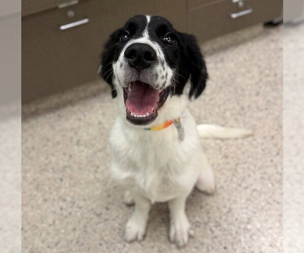 Medium Photo #1 Pyrenees Border Collie Puppy For Sale in Brighton, CO, USA