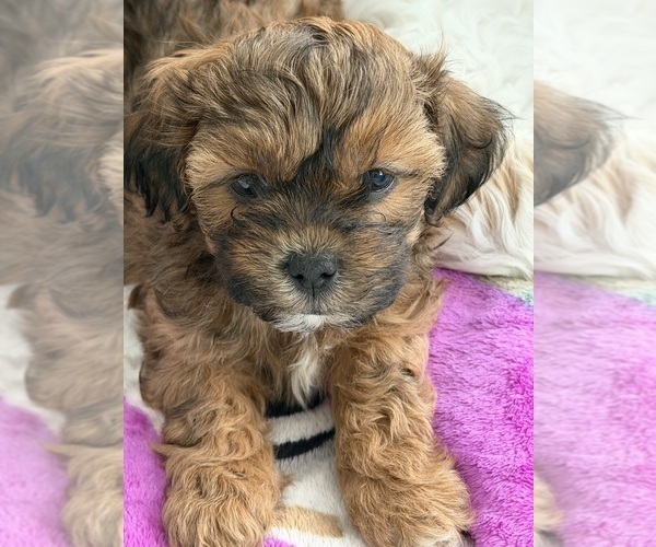 Medium Photo #12 ShihPoo Puppy For Sale in ANDERSON, SC, USA