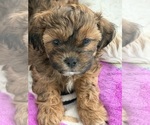 Puppy Monkey ShihPoo