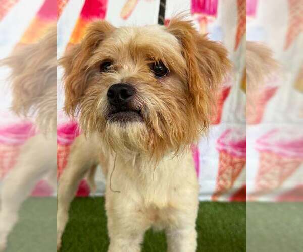 Medium Photo #6 Mutt Puppy For Sale in New York, NY, USA