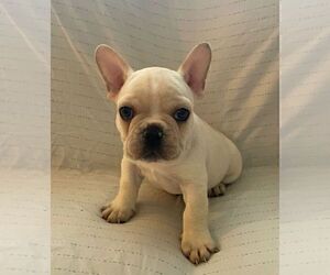 French Bulldog Puppy for sale in JOHNS ISLAND, SC, USA