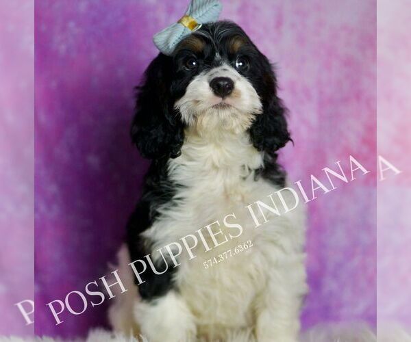 Medium Photo #6 Cavapoo (Miniature) Puppy For Sale in WARSAW, IN, USA