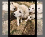 Small #13 Great Pyrenees