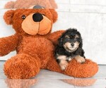 Small Photo #1 Maltipoo Puppy For Sale in CLEVELAND, NC, USA