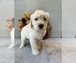 Puppy Haze Yellow Goldendoodle