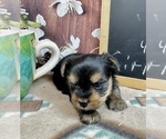 Small #11 Yorkshire Terrier
