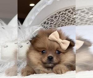 Pomeranian Puppy for sale in FORT LAUDERDALE, FL, USA