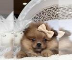 Small Pomeranian