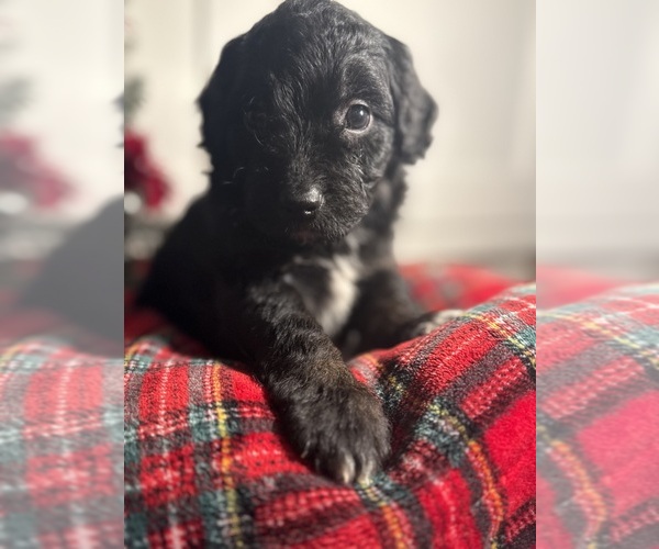 Medium Photo #3 Aussiedoodle Miniature  Puppy For Sale in MENIFEE, CA, USA