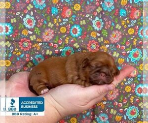 Shih Tzu Puppy for sale in WINNSBORO, LA, USA