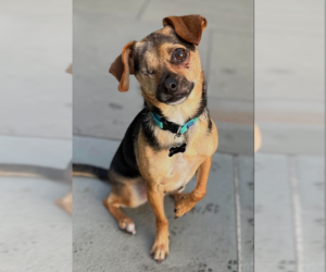 Chihuahua-Unknown Mix Dogs for adoption in Cranston, RI, USA