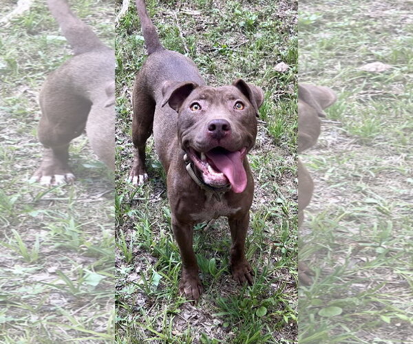 Medium Photo #5 American Pit Bull Terrier-Chocolate Labrador retriever Mix Puppy For Sale in Munford, TN, USA