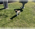 Small Photo #4 Akita Puppy For Sale in FONTANA, CA, USA