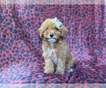 Small #3 Cavapoo (Miniature)