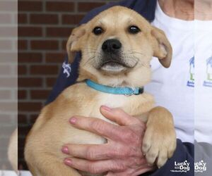 Golden Retriever-Unknown Mix Dogs for adoption in Washington, DC, USA