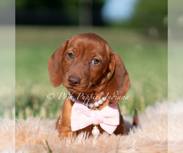 Medium Photo #2 Dachshund Puppy For Sale in WARSAW, IN, USA