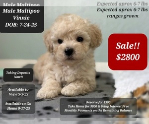 Maltipoo Puppy for sale in TUCSON, AZ, USA