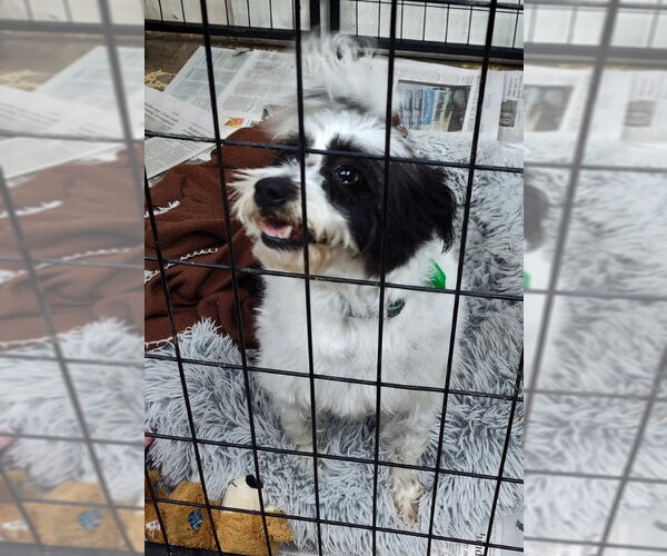 Medium Photo #1 Jack Tzu Puppy For Sale in Mukwonago, WI, USA