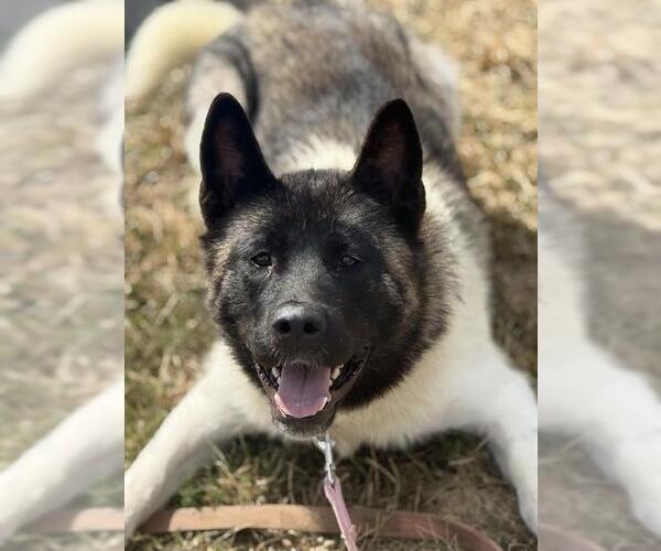 Medium Photo #1 Akita Puppy For Sale in Center Township, PA, USA