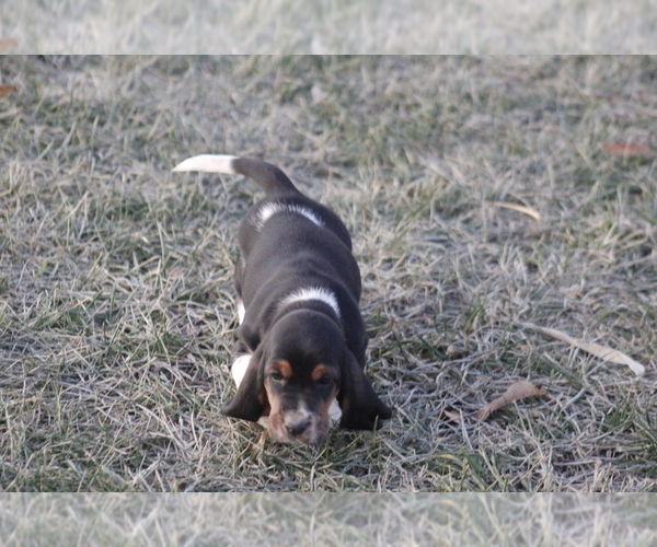 Medium Photo #9 Basset Hound Puppy For Sale in MEMPHIS, MO, USA