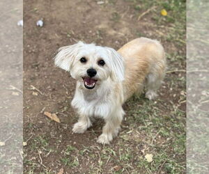 Medium Maltese