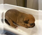 Small #1 German Shepherd Dog