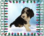 Small #4 Bernedoodle