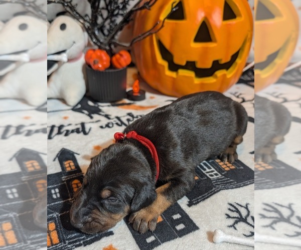 Medium Photo #1 Doberman Pinscher Puppy For Sale in BRUNSWICK, MD, USA