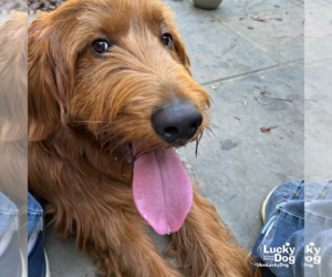 Goldendoodle Dogs for adoption in Washington, DC, USA