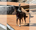 Small #3 Australian Kelpie Mix