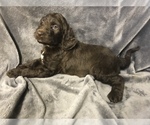 Small Photo #18 English Setterdoodle Puppy For Sale in CHETEK, WI, USA
