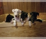 Small Photo #2 Bull Terrier Puppy For Sale in CHESAPEAKE, VA, USA