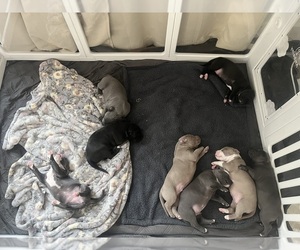 American Pit Bull Terrier Puppy for sale in ELGIN, TX, USA
